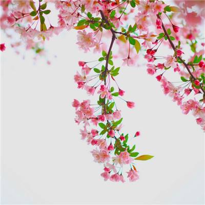 火狐体育APP体育app下载